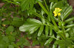 Garden yellowrocket